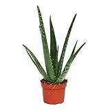 Fantástico Encantadora Aloe Vera planta Excelente Sanación beneficio - Aloe Vera Gel - opción -...