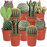Cactus Mixtos- 10 Plantas - Hogar/Oficina Planta de Interior Viva en Maceta - Regalo Ideal