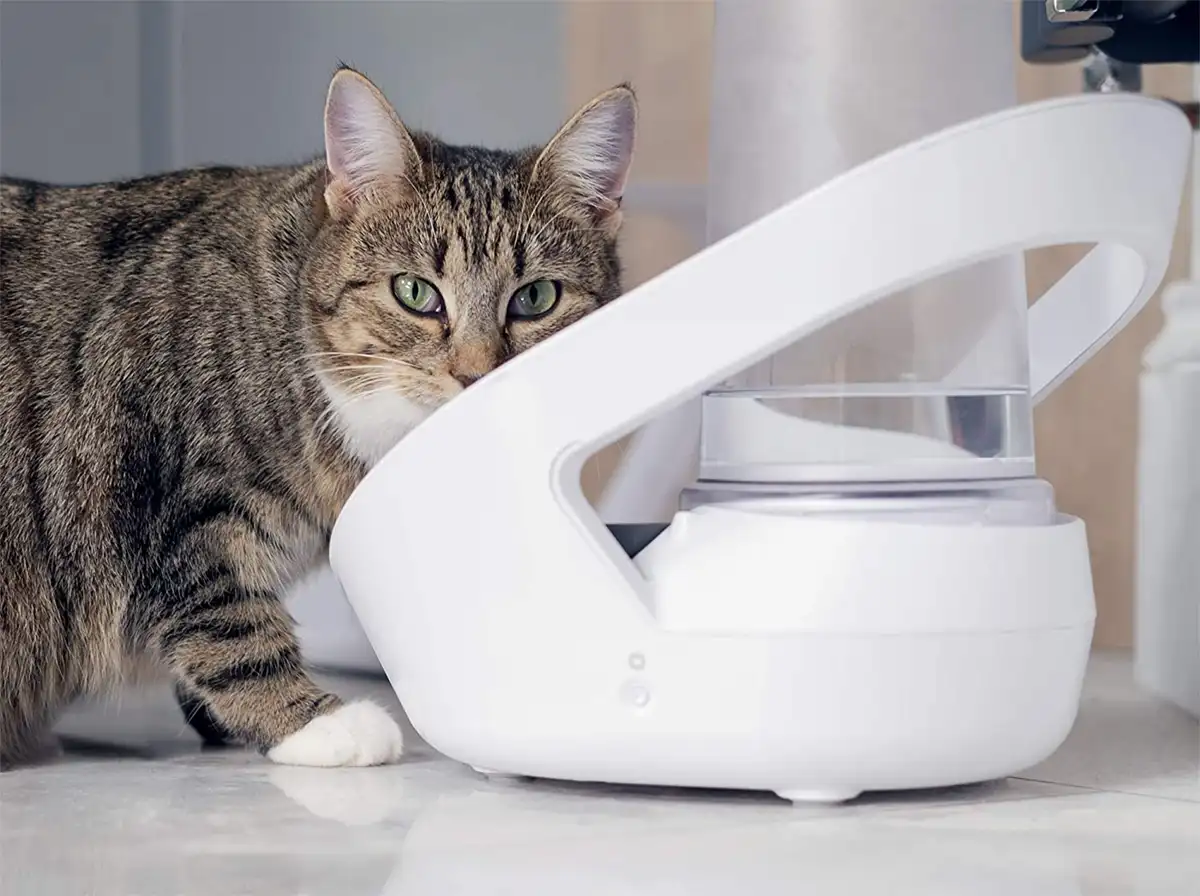 Bebedero inteligente para Gatos Felaqua Connect